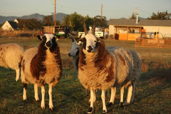 3 sprouts sheep