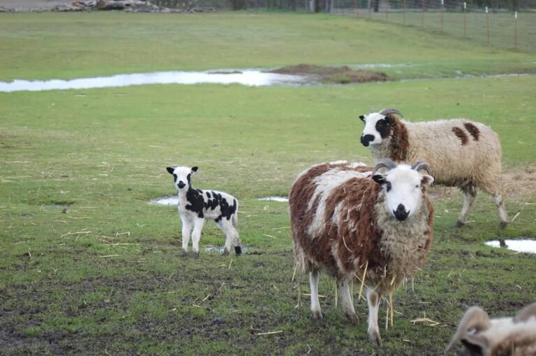 3 sprouts sheep